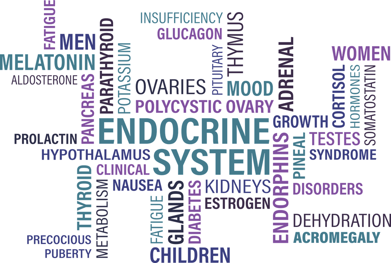 thyroid, endocrine, diabetes-1405039.jpg