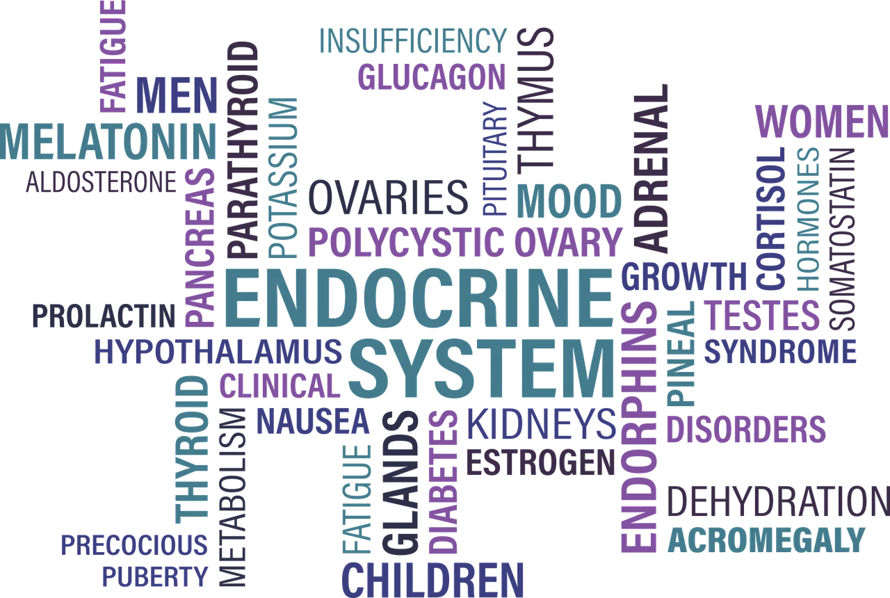 thyroid, endocrine, diabetes-1405039.jpg