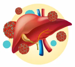 liver_anatomy_hepatitis