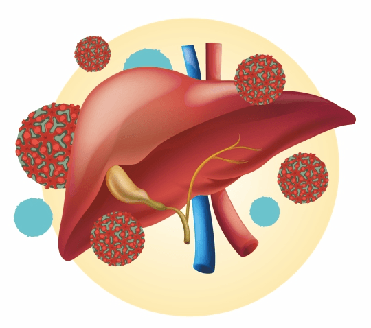 liver_anatomy_hepatitis